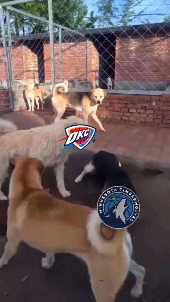 太有活了！美媒惡搞：狗王雷霆嚇退掘金灰熊，把森林狼按地上